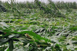 Кукурудза може дати врожай навіть після вилягання внаслідок негоди, – досвід