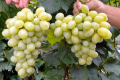 Україна втратила багато стійких сортів винограду