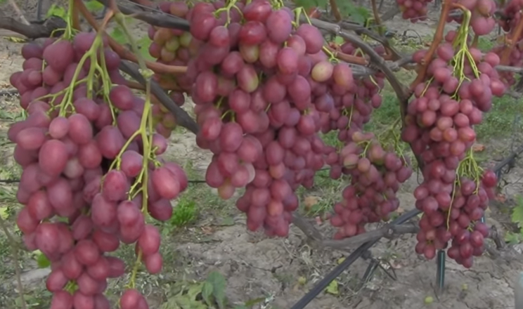 До наступного Нового року обіцяють постачати вітчизняний виноград