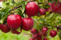 Послаблення росту яблуні сприяє рум’янцю плодів
