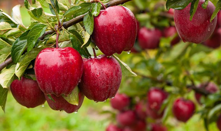 В Україні зареєстрували популярні в ЄС сорти яблуні, черешень та сливи