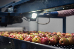 Технічне яблуко продають на межі собівартості через помилки в розрахунках