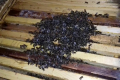 До 35-40% бджолосімей можуть не пережити зимівлі, – експерт