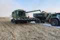«Агрейн» отримала найвищу врожайність кукурудзи на Чернігівщині