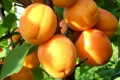 Французько-німецькі абрикоси дали яскраві плоди