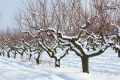 Мороз понад 20°С пошкодив генеративні бруньки абрикоси