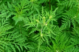 Власну технологію боротьби зі щирицею та амброзією вибудували в АФ «Корнацьких»