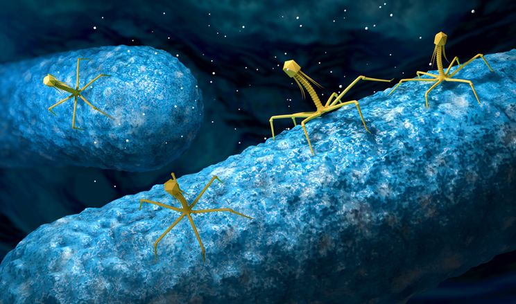 Проти бактерій борються вірусами та іншими бактеріями