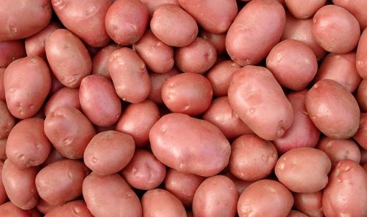 Фермер порадив сорти картоплі для півночі