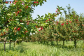 Три нових види черешневих садів запропонували вчені