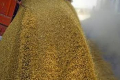 рф вкрала в України зерна та олійних культур на понад 600 млн. дол.