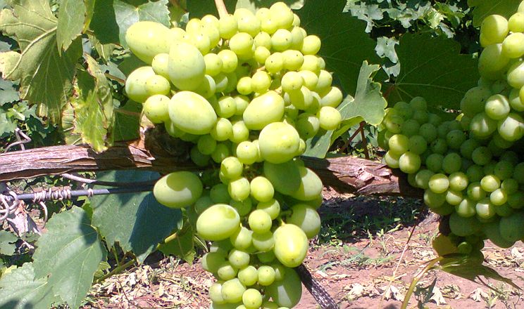 Горошіння винограду долає інтенсивне запилювання