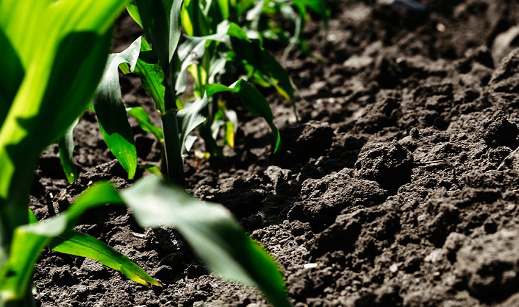 Як глибина загортання насіння кукурудзи залежить від типу ґрунту