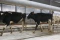На адаптацію корів до нових умов впливає темперамент