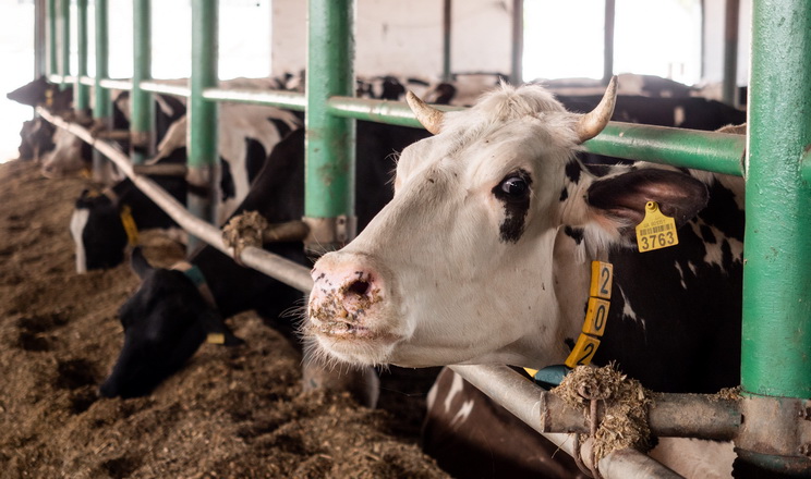 Аніоногеннні добавки згодовують коровам за 21 день до отелення