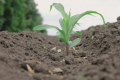 Яке позакореневе підживлення кукурудзи найефективніше, – дослідження