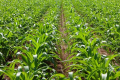 Листкове підживлення кукурудзи покращує якість зерна, – досвід