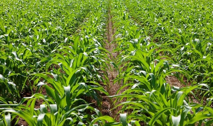 Посівні площі під соняшником та кукурудзою в Україні скоротяться