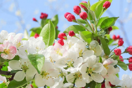 М’яка зима змістила старт сезону і підвищила ризики шкідників у садах Закарпаття