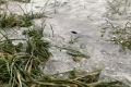 Товщина льодяної кірки на Сумщині сягала 21 мм