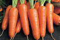 Одним з найпопулярніших сортотипів моркви є Шантане