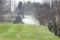 Перші обробки яблунь проводять хімічними пестицидами