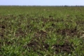На полях ПАЕК перезимували 100% посівів озимих