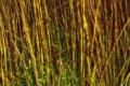 Карантинний організм виявили у вантажі насіння льону на Київщині