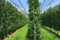 Плодова стіна саду забезпечує вищу врожайність і кращу якість фруктів