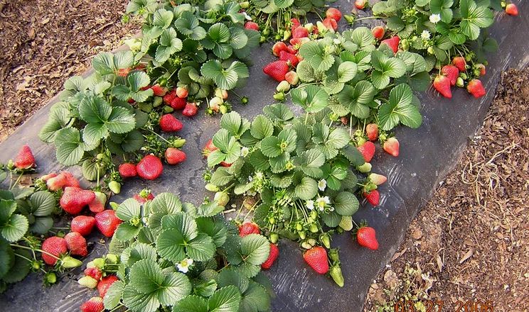 Через нестачу робітників ягоди псуються на польських плантаціях