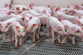 KSG Agro інвестує 15 млн грн у реконструкцію свинокомплексу