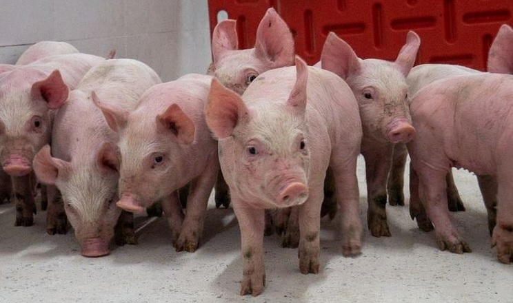 В Україні розробили стандарт виробництва свинини без антибіотиків