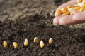 Як регулюють норми висіву озимої пшениці у «ВФ Гуменецьке»