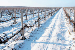 На Одещині різкі перепади температури загрожують майбутньому врожаю винограду