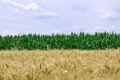Як урожайність кукурудзи залежить від попередника, – дослідження