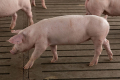Середня закупівельна ціна живця свиней зросла на 7,4%
