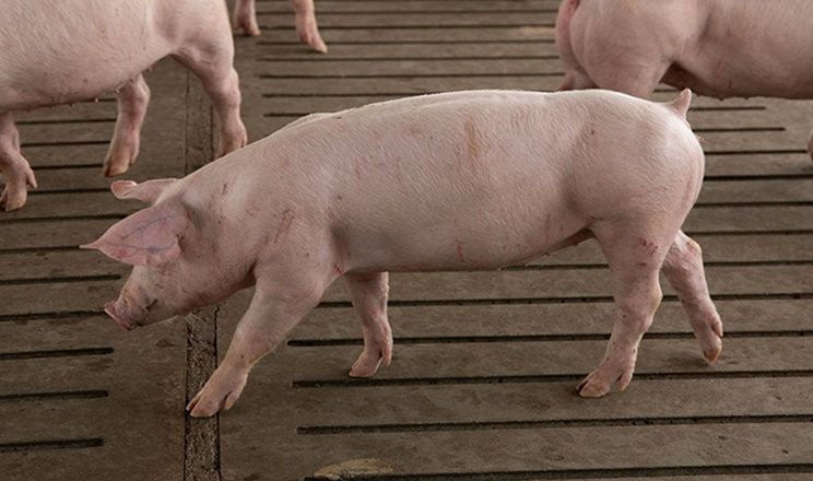 KSG Agro за 8 місяців наростив поголів'я свиней на 20%