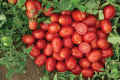 Правильний полив позбавив томати вершинної гнилі