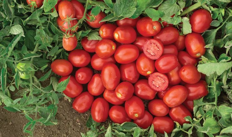 Правильний полив позбавив томати вершинної гнилі