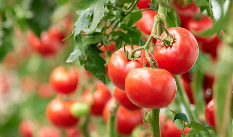 Тепличні томати гріють, обробляють стимуляторами та досвічують