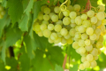 В Інституті Таїрова дали поради з догляду винограду