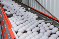 «Овостар Юніон» у 2021 році збільшив продажі яєць на 8%