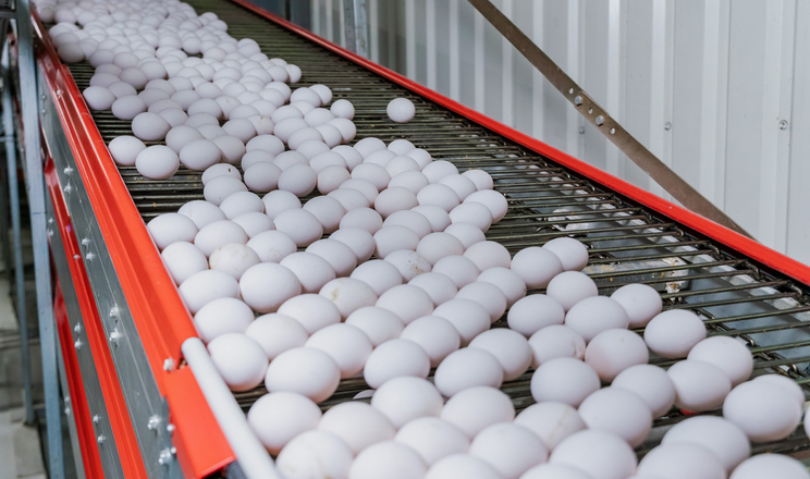 «Овостар Юніон» торік відправив на експорт 35% вироблених яєць