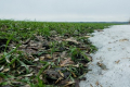 Затоплення нір гризунів фіксують на більшості полів Харківщини