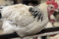 Респіраторні захворювання птиці потребують різної профілактики