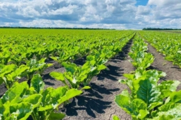 Компанія «Роза-Л» на Київщині істотно скоротила площі посівів цукрового буряка