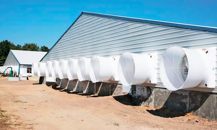 Якісні вентиляція й теплоізоляція забезпечують комфортне утримання тварин на свинокомплексі