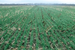 У «Прометеї» випробовують no-till на 6000 га