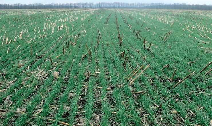У «Прометеї» випробовують no-till на 6000 га
