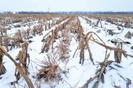 Погода в Україні: сніг, подекуди з дощем
